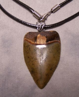 Wow 1 5/8 " Great White Shark Tooth Teeth Fossil Wireless Pendant Megalodon Dive