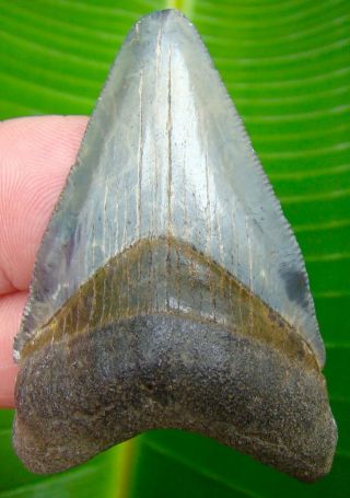 Megalodon Shark Tooth 2 & 5/16 In.  Venice Beach,  Florida - No Restorations