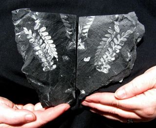 Extinctions - Distinct Split Pair White Fern Fossil Display Plates - Great Detail