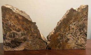 Petrified Wood Bookends - Polished Felted - 12 Lbs 12 in x 7 in 2