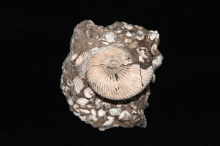 Ammonite Pseudocadoceras sp.  Jurassic Callovian Russia Fossil 2