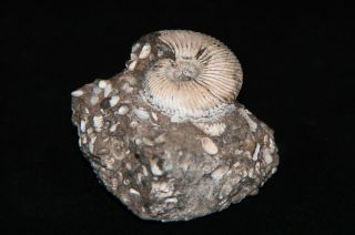 Ammonite Pseudocadoceras sp.  Jurassic Callovian Russia Fossil 3
