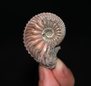 Ammonite Cardioceras Fossil Russia
