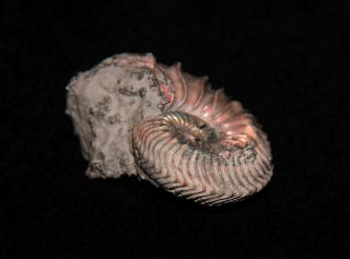 Ammonite Cardioceras Fossil Russia 2