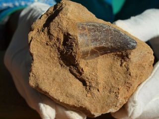 Large Mosasaur Dinosaur Tooth Fossil With Other Fossils 100 Million Years Old.