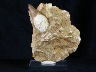 Platecarpus Mosasaur Fossil Tooth Root Bones Cretaceous Dinosaur Era,  Stand