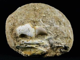 Halisaurus Mosasaur Fossil Tooth Root In Matrix Cretaceous Dinosaur Era