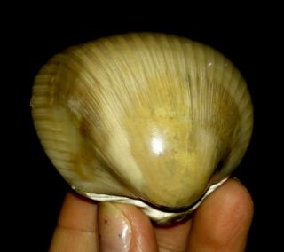 Sea Shell Agatized Clam Fossil,  Bivalve From Java,  Indonesia,  49mm