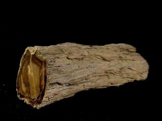 Rw Pretty/polished " Petrified Wood Limb " From Mcdermitt,  Oregon