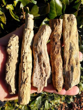 Five (5) Owyhee Oregon Agate Petrified Wood Round Limbs Rings Knot Bark 15.  2oz