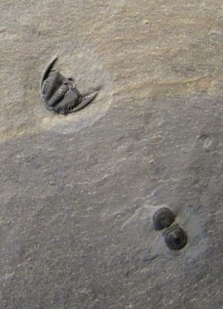 Sweet Perenopsis And Bythicheilus Trilobite Fossil