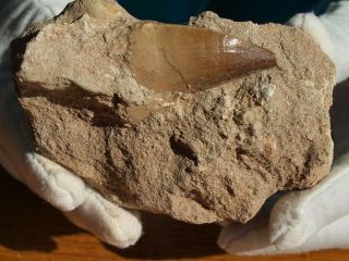 Large Mosasaur Dinosaur Tooth Fossil With Other Fossils In The Matrix