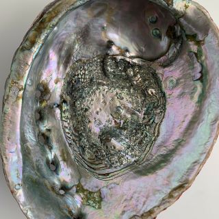 Large ABALONE SEA SHELL 8” x 6 1/2” x 2 3/4” Iridescent Mother Of Pearl 3