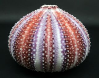 Exquisite Shape And Colour: Echinus Esculentus 69.  6 Mm Sea Urchin North Sea