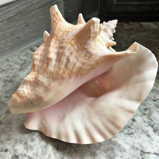 Large Pink Queen Conch Shell Vin Strombus Lobatus Gigas Seashell Beach Decor