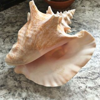 Large Pink Queen Conch Shell Vin Strombus Lobatus Gigas Seashell Beach Decor 2