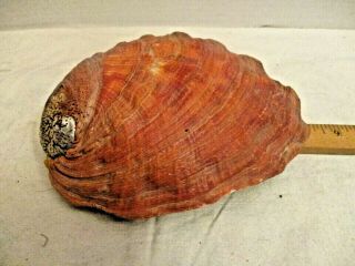 Large Vintage Natural Red Abalone Shell Awesome Color