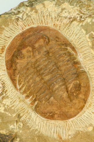 Top 1.  98 Inch Unidentified Asaphid Trilobite Ordovician Morocco