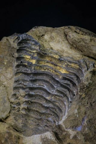 Great 1.  94 Inch Calymene sp Upper Ordovician Trilobite in Nodule Pos/Neg 2
