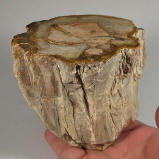 3.  8 " Polished Petrified Wood Branch Slab Fossil Standup - Madagascar - 2.  4 Lbs.