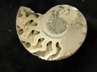 A Big Cut And Polished 100 Natural Pyrite Ammonite Fossil From Russia 5.  19 E