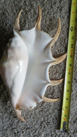 X - Large Queen Conch Seashell (strombidae - Lambis Truncate Sebae Conch 14 "
