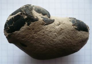 Fossil Crab,  Zanthopsis Bispinosa,  Eocene,  London Clay,  Isle Of Sheppey,  Uk,