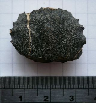 Fossil Crab,  Campylostoma Matutiforme,  Eocene,  London Clay,  Isle Of Sheppey,  Uk