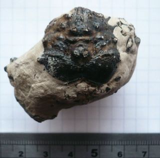Fossil Crab,  Basinotopus Lamarcki,  Eocene,  London Clay,  Isle Of Sheppey,  Uk