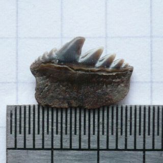Fossil Shark Tooth,  Notorynchus Serratissimus,  Eocene London Clay,  Sheppey,  Uk