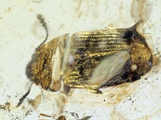 Burmese Amber,  Fossil Inclusion,  Detailed Coleoptera (beetle)