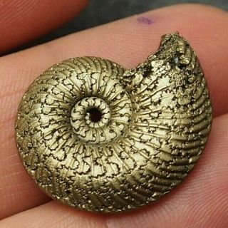 28mm Quenstedtoceras Pyrite Ammonite Fossils Fossilien Russia Pendant