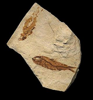 Extinctions -,  Unidentified Fossil Fish From Lebanon,  Dinosaur Age -