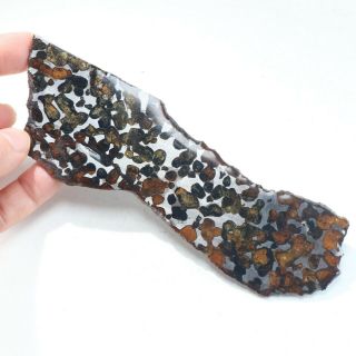 50g Slice Meteorites,  Rare Slices Of Kenyan Pallasite Olive Meteorite B918