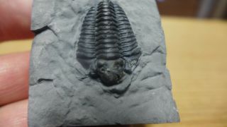 Geological Enterprises Silurian Fossil Trilobite Calymene Niagarensis York