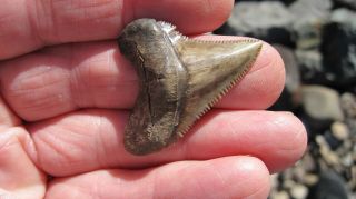 Chubutensis Megalodon Shark Tooth 1.  652 Inches