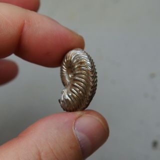 26mm Cardioceras sp.  Pyrite Ammonite Fossils Callovian Fossilien Russia 2