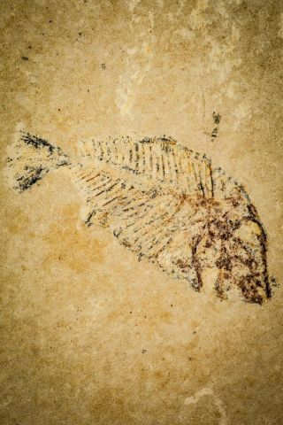 2.  44 " Unidentified Pycnodontiform Fossil Fish - Akrabou Fm Morocco