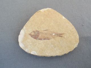 Ancient Fish Fossil Slate Stone