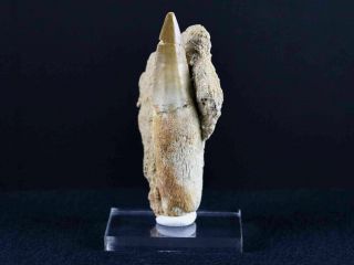 Mosasaur Prognathodon Fossil Tooth Root In Matrix Dinosaur Era & Stand