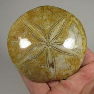 3.  2 " Polished Fossil Sea Urchin Jurassic Period - Sakaraha,  Madagascar