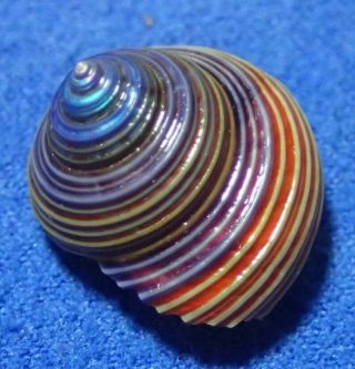 Calliostoma Ligatum,  18 Mm,  W/o,  Sea Shell,  Trochidae,  Blue Stripe Color Form
