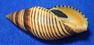 Megasurcula Stearnsiana,  53 Mm,  W/o,  Sea Shell,  Mitra,