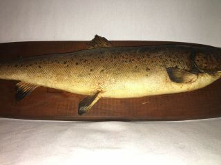Brown Trout Vintage Real Skin Mount Taxidermy