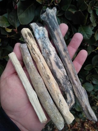 Five (5) Owyhee Oregon Agate Petrified Wood Round Limbs Rings Knot Bark 13oz