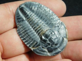 A Big 100 Natural Asaphiscus Wheeleri Trilobite Fossil Found In Utah 12.  9