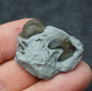 Hypostome Isotelus Sp.  Trilobite Flexicalymene Retrorsa Ordovician Ohio Fossils