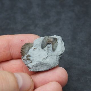 Hypostome Isotelus sp.  Trilobite Flexicalymene retrorsa Ordovician Ohio fossils 2