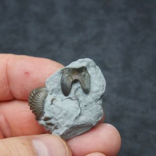 Hypostome Isotelus sp.  Trilobite Flexicalymene retrorsa Ordovician Ohio fossils 3