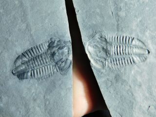 A Natural Asaphiscus Trilobite Fossil with Both Sides of Matrix Utah 733gr D e 2